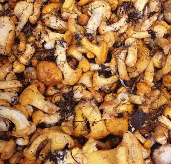 Foto per Autorizzazione per la raccolta dei funghi - Comune di Predoi 2024